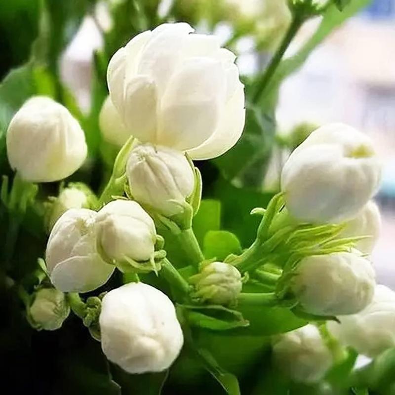 50 +Pcs Jasmine Flower Seeds for Planting Fragrant Plant Seeds  Garden Home