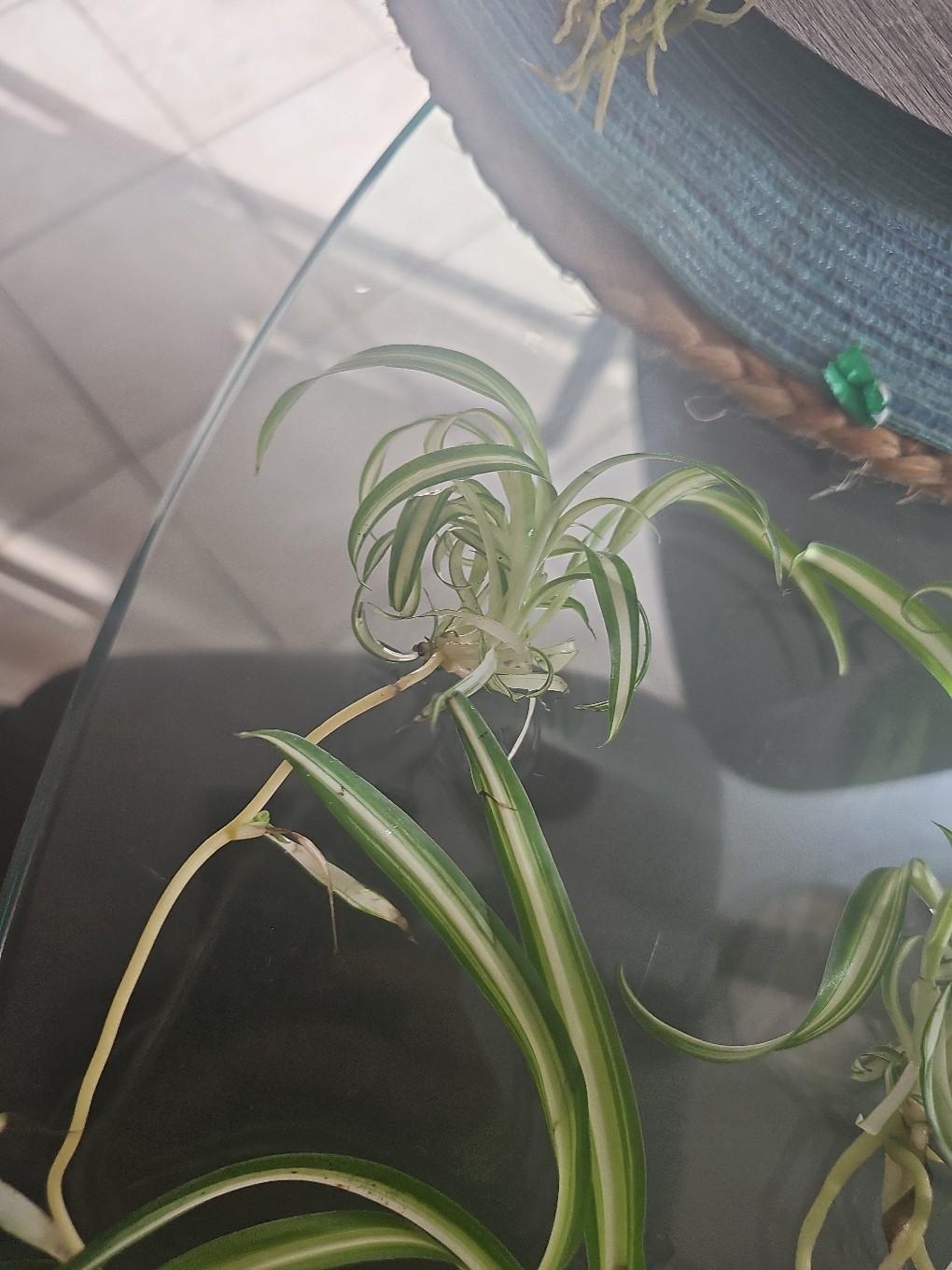 spider plant rooted - free shipping