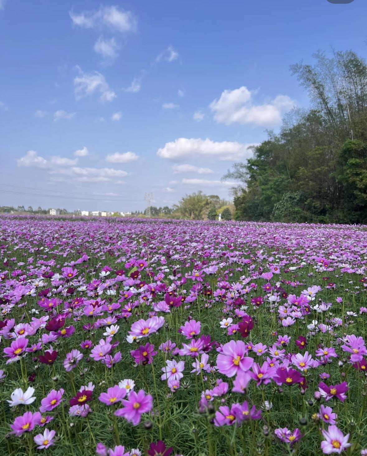 3600 Seeds of Rose Carnation Cosmos Lavender Sunflower Bonus Climbing Rose Gift Her a Garden of LoveValentine's Day & Mother's Day LoveSeed 3600 Seeds of Rose Carnation Cosmos Lavender Sunflower Bonus Climbing Rose Gift Her a Garden of LoveValentine's Day & Mother's Day LoveSeed