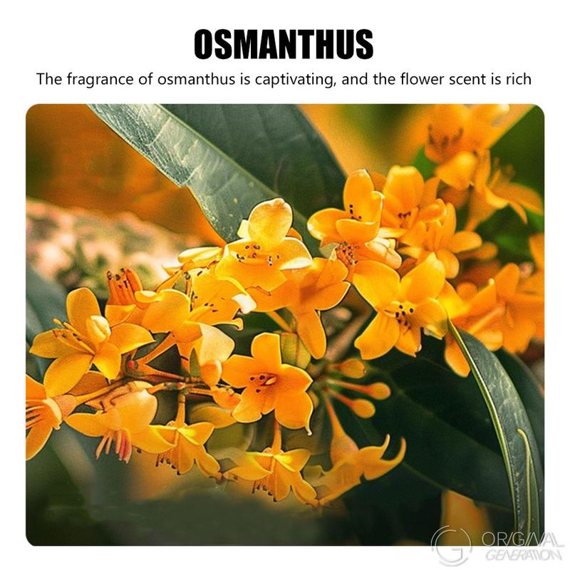 BOGO Rose/Osmanthus Baked Milk Tea 2 Cartons With Limited Glft 12 Drinks With Red Dates, Rock Sugar, Longan, Goji Berry, New Zealand Milk, Golden Needle Black Tea