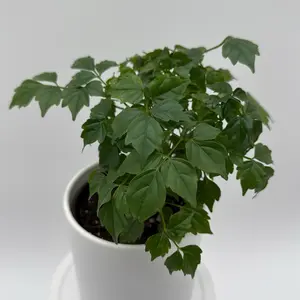 China doll plant Radermachera sinica 3" pot terrarium plant Houseplant for Elegant Home Decor - plant - house plant - indoor plant