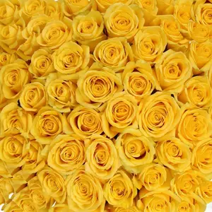 Yellow Roses
