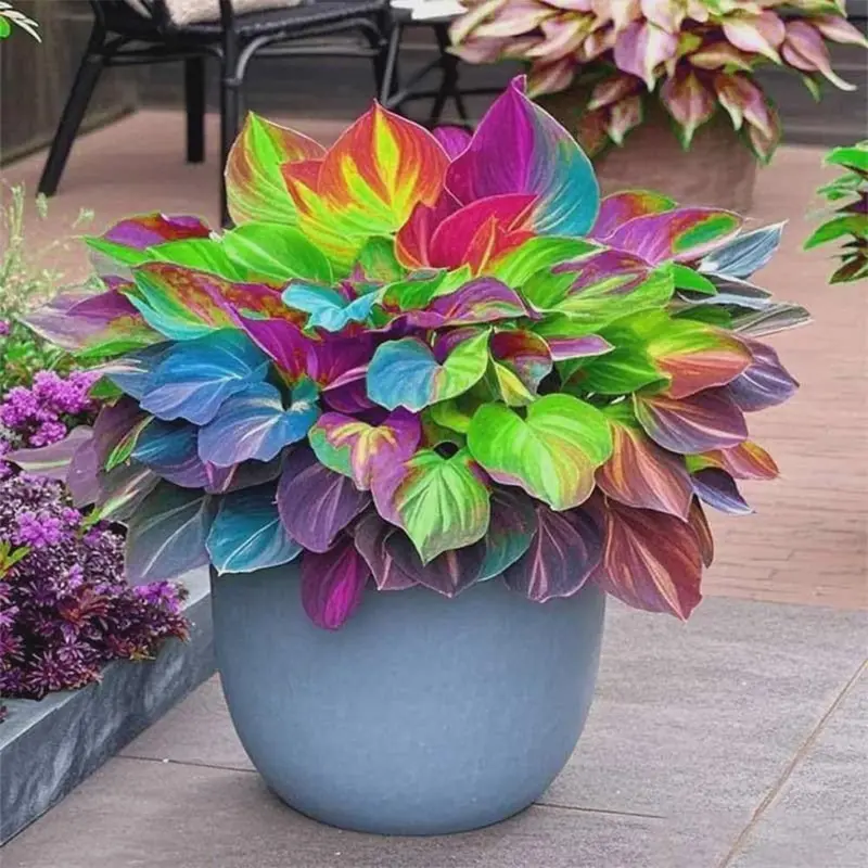 five gallon plant pots 8 Pack 5 Gallons Grow Bags Healthy Smart Gardening Pots  FiveSeasonStuff