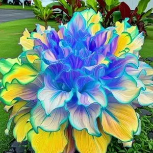 800 PCS Hosta Seeds Suitable for Shaded Yards, Walkways, Borders and Quiet Garden Corners