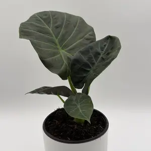 Elephant ear Regal Shields 6" Low Maintenance Decorative Plant with Vibrant Leaves and Unique Shape for Home Decor - Fruit