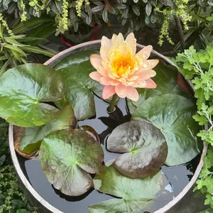 5pcs Lotus Seeds for Indoor And Outdoor Cultivation, Pre-Grown, Aquatic Seeds, Suitable for Home Decoration, Easy to Grow, Requires Minimal Care, Ideal for Year-Round Gardening.