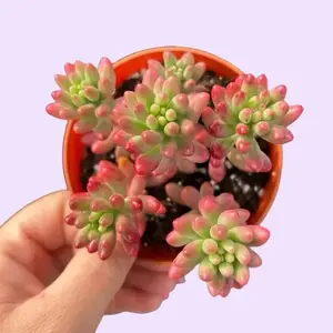 4” Sedum Aurora Pink Jelly Beans