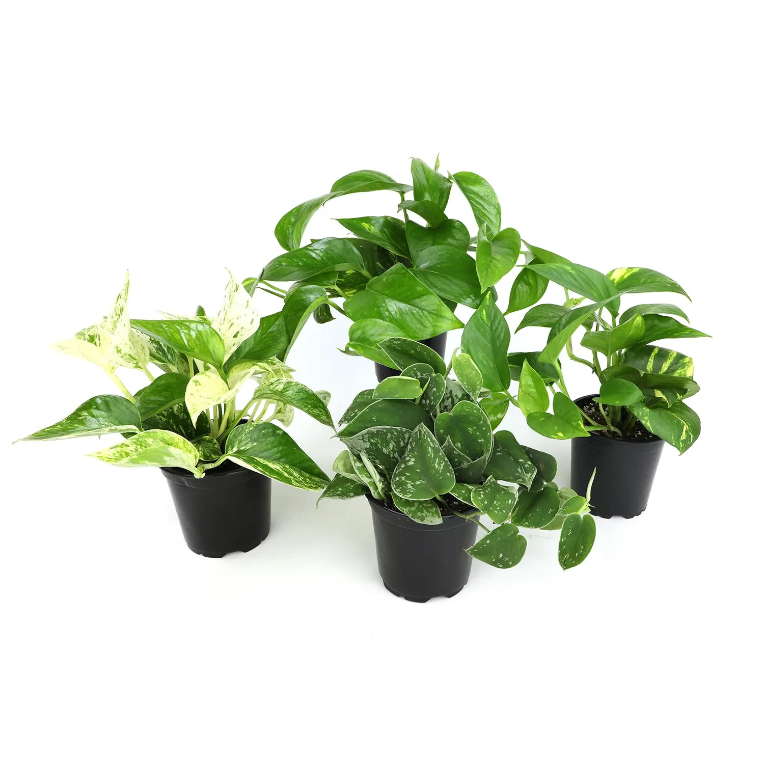 Popular Pothos Plants 4-pack: Easy Hanging Vines & Variegated Plants - (4.25” Pots) - Golden Pothos - Marble Queen Pothos - Neon Pothos - Satin Pothos