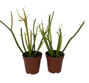 Firesticks Pencil Cactus - Euphorbia - 2 pack 2" pots - Hard to kill
