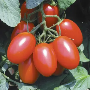 Juliet Grape Tomato: 10 Seeds