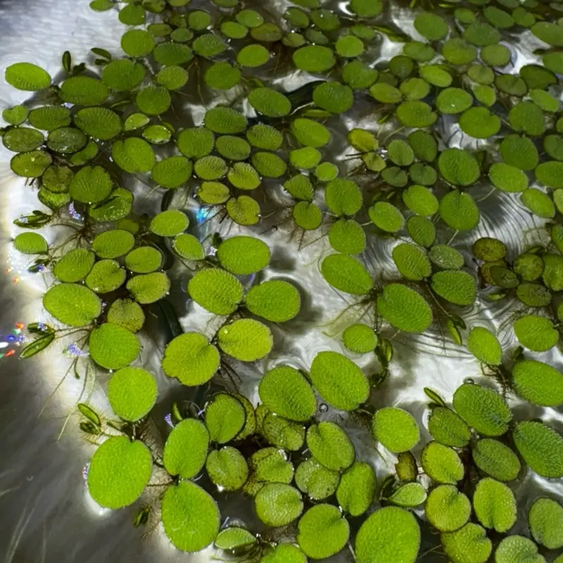 Water Spangles + Salvinia Minima + Floating Freshwater Aquarium Plant + Pest-Free