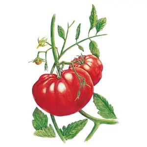 Beefsteak Pole Tomato Seeds Beefsteak Pole Tomato Seeds
