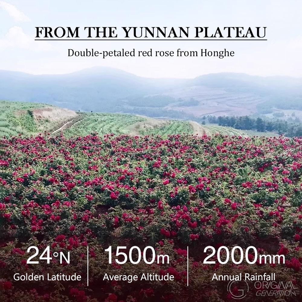 Beauty Tea Rose Romance Rose Tea 36g （2g×18pcs） Caffeine Free- All-Natural Beverage for a Soothing Evening Freeze Drying Rose