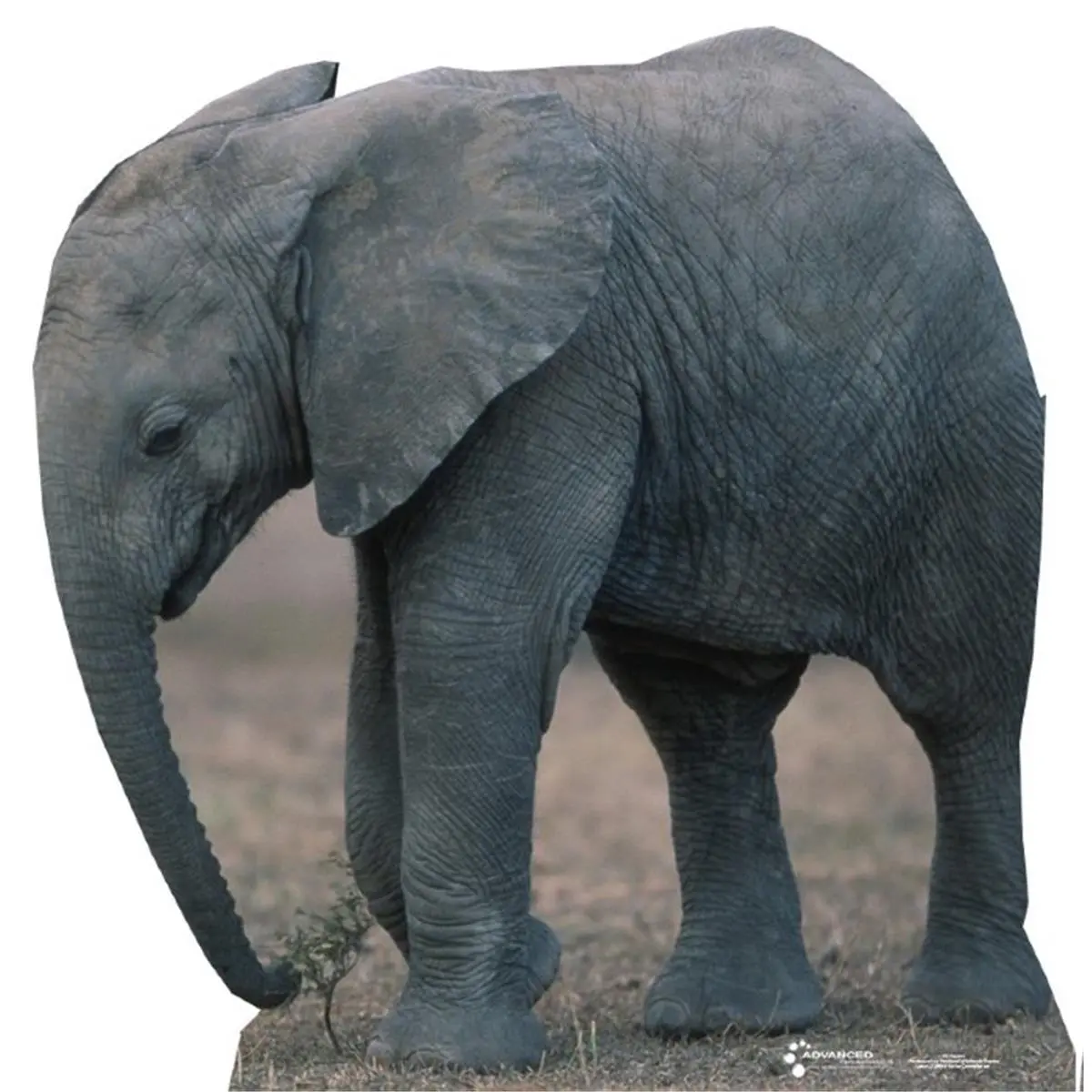 212 MAIN Advanced Graphics Solid Life-Size Elephant Corrugated Cardboard Stand-Up Model, Whimsical Home Decor, Room Decor Wall Accent