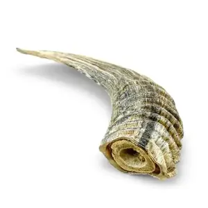 Icelandic+ Small Lamb Horn w/ Marrow Individual