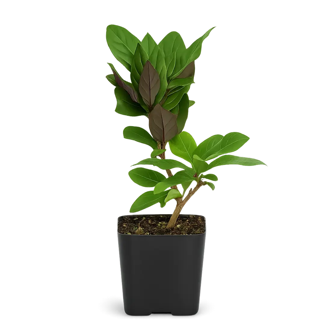 Purple Honeysuckle Vine - Lonicera Japonica Purpurea Starter Plant for  Trellis - TikTok Shop