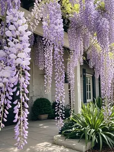 50 PCS Wisteria Seeds for Outdoor Garden and Landscape Planting, Vine Flower Seeds Only Not Live Plants