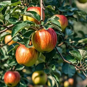 50 Pcs Apple Tree Seeds for Planting, Garden Fruit Seeds for Backyard Landscapes, Patio Containers and Home Garden Projects, Fruit Plant Seeds for Outdoor Growing, Seeds Only Not Live Plants