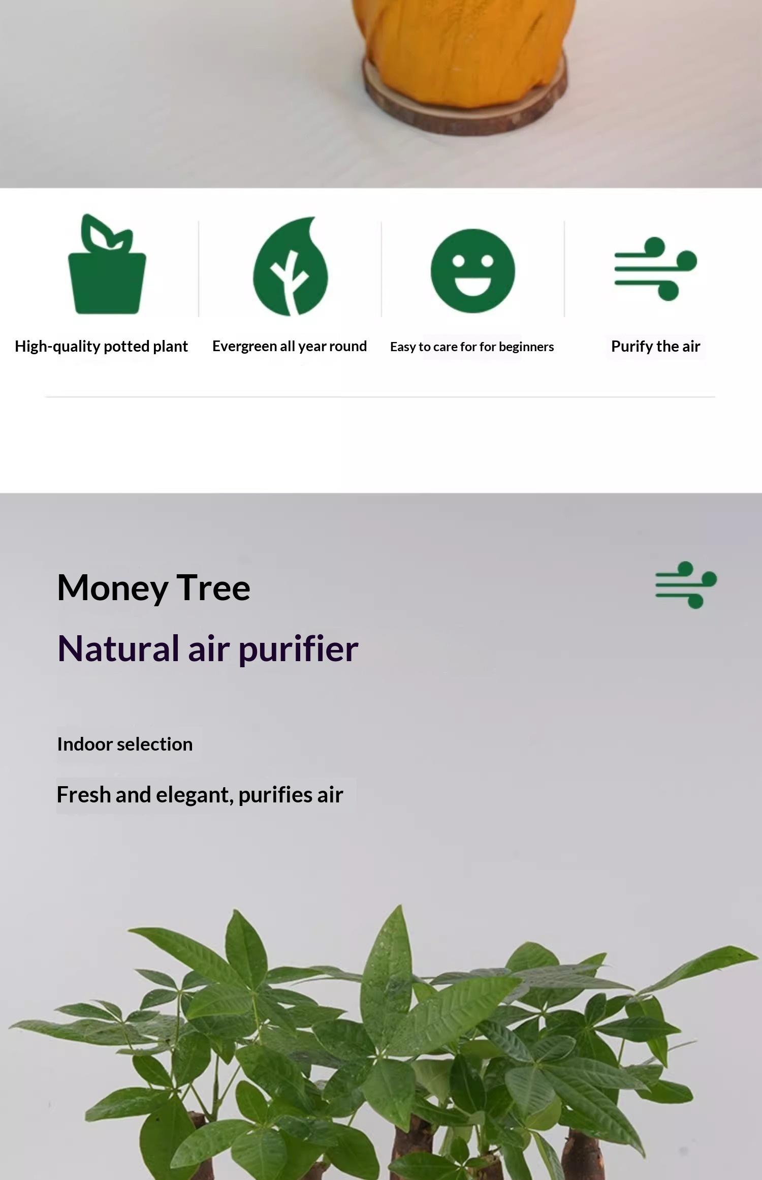 Prosperity Money Tree - Pest-Free Evergreen Plant with Undamaged Stems, High Plasticity Bonsai Suitable, Ideal Gift for Relatives & Beginners (Indoor/Office Use) Prosperity Money Tree - Pest-Free Evergreen Plant with Undamaged Stems, High Plasticity Bonsai Suitable, Ideal Gift for Relatives & Beginners (Indoor/Office Use)