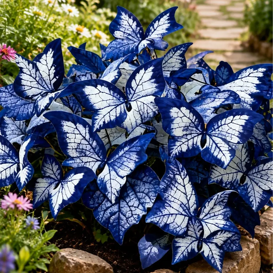 800pcs Butterfly Leaf Hosta Seeds Unique Resembling Butterfly Wings Shade Loving Perennial for Garden Borders Landscaping