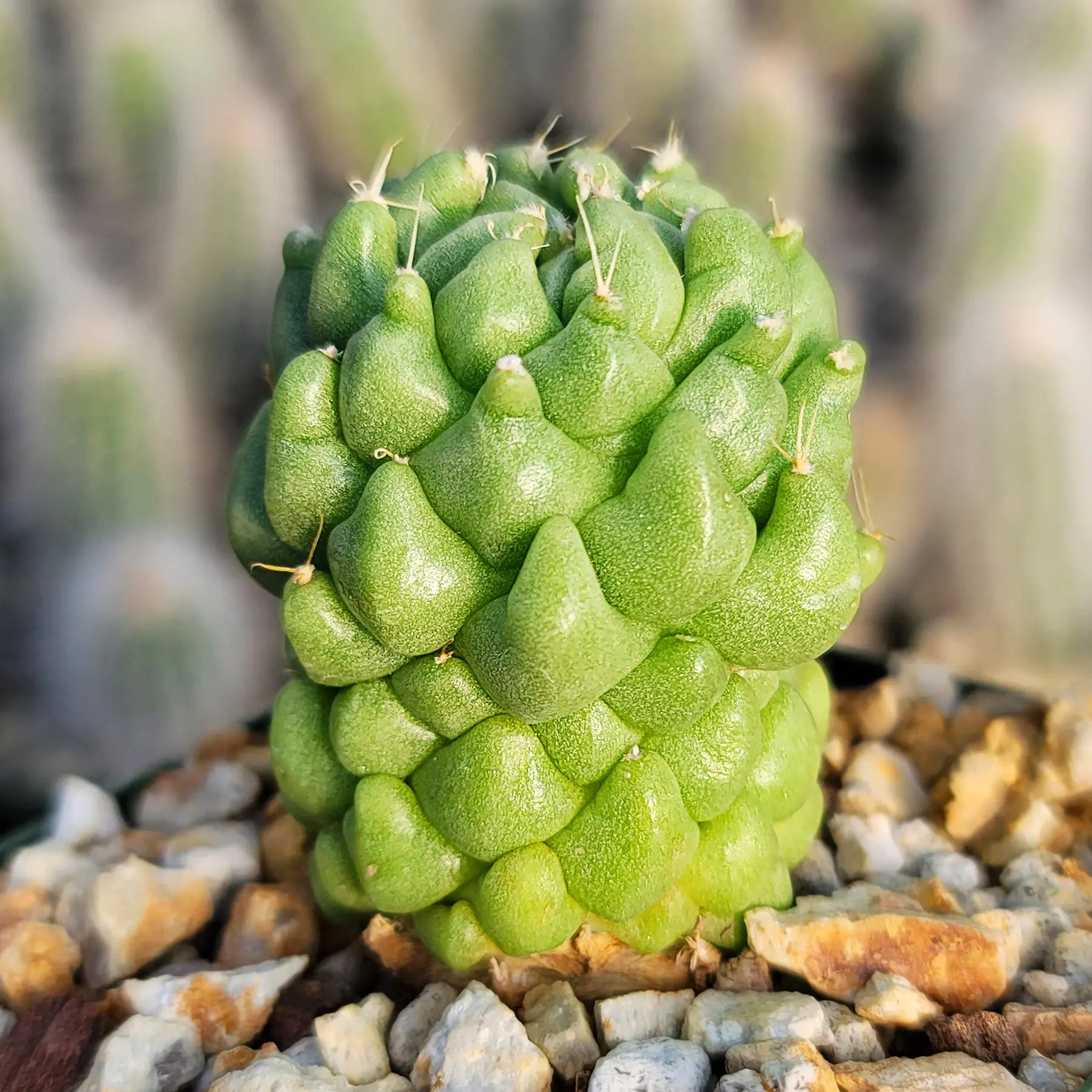 Finger Cactus - Dolichothele longimamma 'monstruosa'