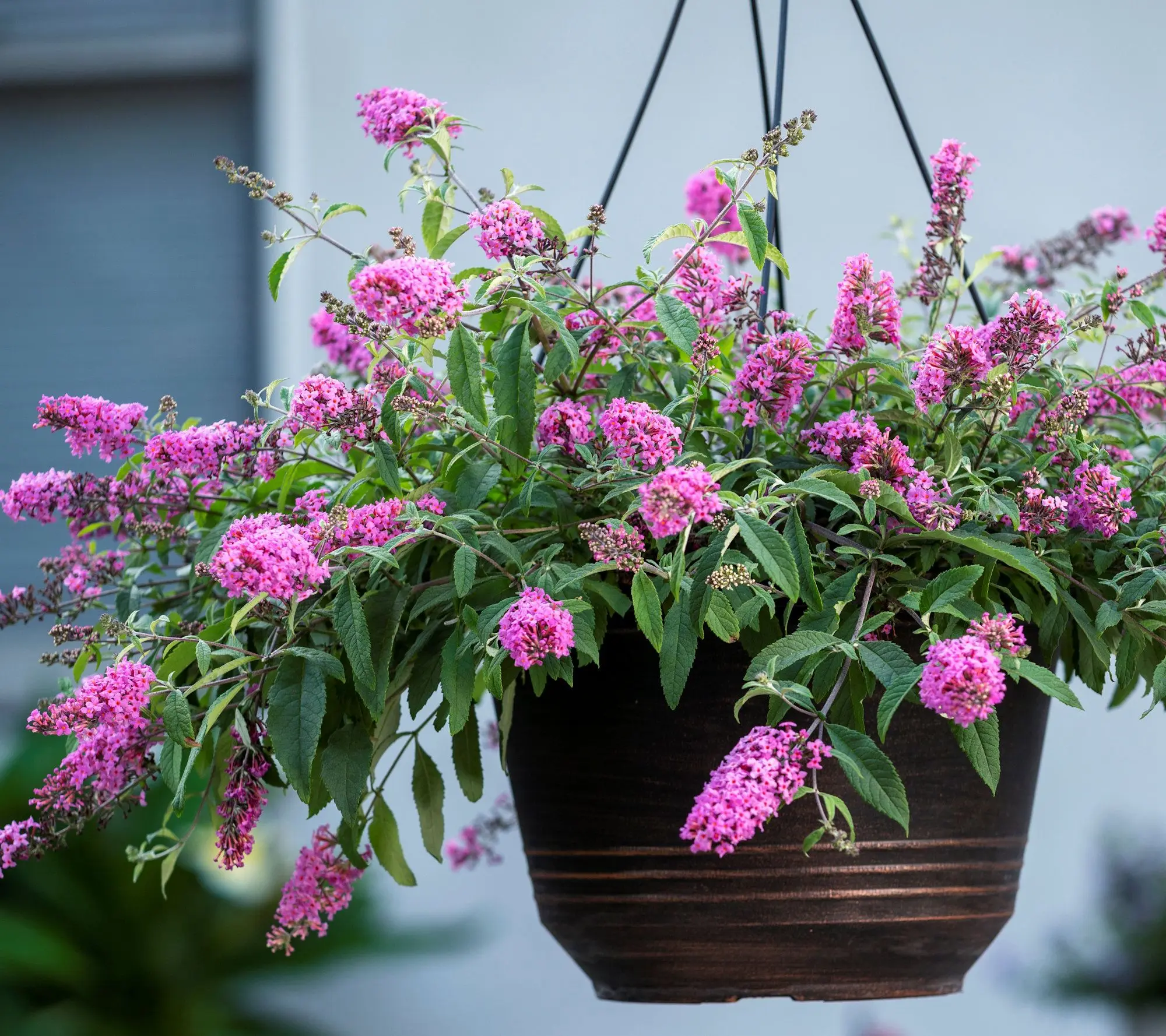 Cottage Farms 2pc Baby Buzz Candy Pink Butterfly Bushes