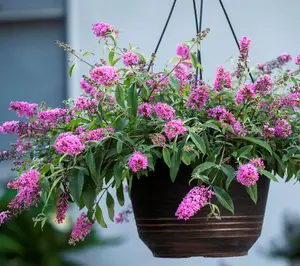 Cottage Farms 2pc Baby Buzz Candy Pink Butterfly Bushes