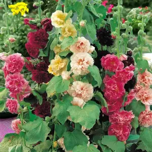 200PCS Hollyhock Seeds – Colorful Tall Blooms, Heirloom & Non-GMO, Perfect for Fences, Borders & Cottage Gardens