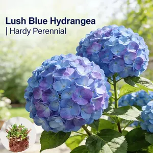 Multi-Color Hydrangea Mature Stump, Shade-Tolerant Easy-Care Live Plant – Blooming Gift for Friends & Family, Indoor/Outdoor Patio Garden Holiday Decor