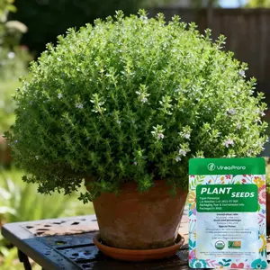Thyme Seeds for Planting, Heirloom Herb Seeds with High Germination, Suitable for Indoor and Outdoor Herb Gardens (Thymus vulgaris)