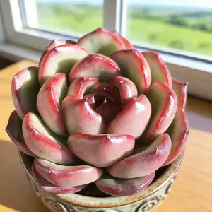 Echeveria ‘Mont Blanc’ Live Succulent Plant｜Vibrant Color｜Bare Root｜Easy Care｜Beginner Friendly｜Home & Garden Decor
