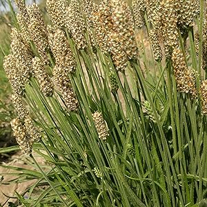 DEAL SUPPLEMENT Psyllium Husk Capsules –Soluble Fiber | Optimum Digestive Health for Gut & Colon Healthcare Dietary