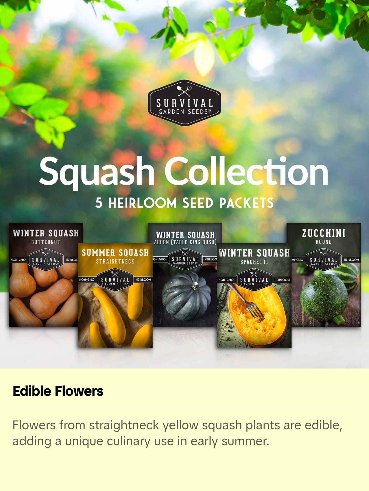 Survival Garden Seeds Squash Seed Collection - Winter & Summer Squash - 5 Non-GMO Heirloom Varieties for Planting - Round Zucchini, Straightneck Yellow, Spaghetti, Butternut, Acorn Squash - Easy to Grow - Compact & High Yields Survival Garden Seeds Squash Seed Collection - Winter & Summer Squash - 5 Non-GMO Heirloom Varieties for Planting - Round Zucchini, Straightneck Yellow, Spaghetti, Butternut, Acorn Squash - Easy to Grow - Compact & High Yields