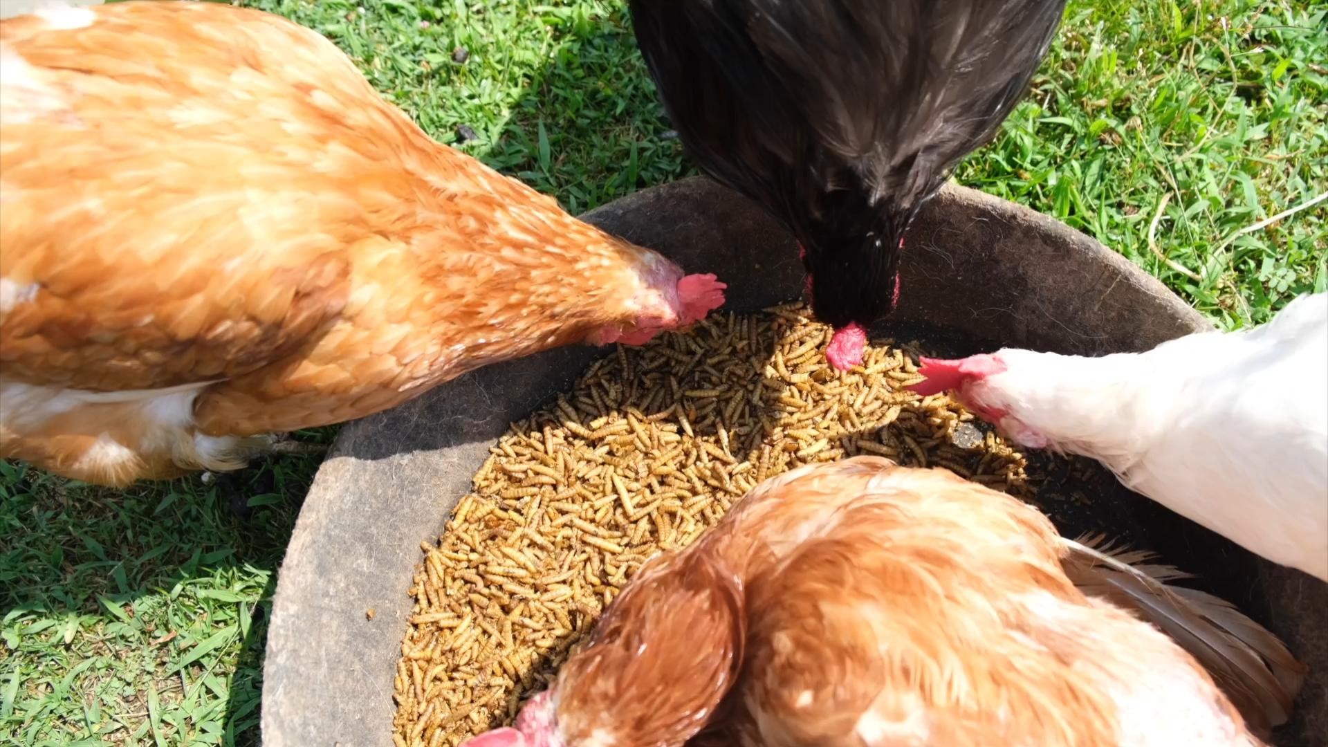 PROILGRUBS 10 LBS Non-GMO Dried Worms for Chickens High Protein Treats 4.55 kg All-Natural Black Soldier Fly Larvae for Higher Egg Productivity & Stronger Egg Shells Enhance Sustainable Organic Snack Nicer Feather   High Protein Black Soldier Fly Larvae