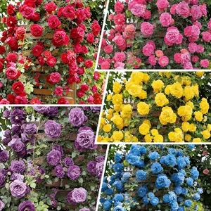 200 Mixed Climbing Rose Seeds – Non-GMO, Easy-to-Grow Garden Vines. Fast-growing climbing roses, perfect for trellises, hedges, and garden borders. Hardy and easy to care for, ideal for beginners. Add vertical color and charm to any outdoor garden.