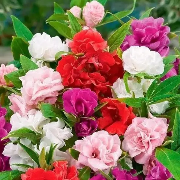 50 Pcs Impatiens Balsamina Seeds – Bright Garden Balsam Flowers for Outdoor Flower Beds & Landscape Borders