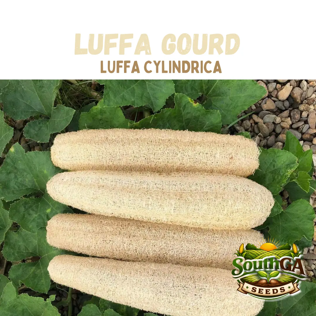 Luffa Gourd Seeds (Luff cylindrica) - TikTok Shop