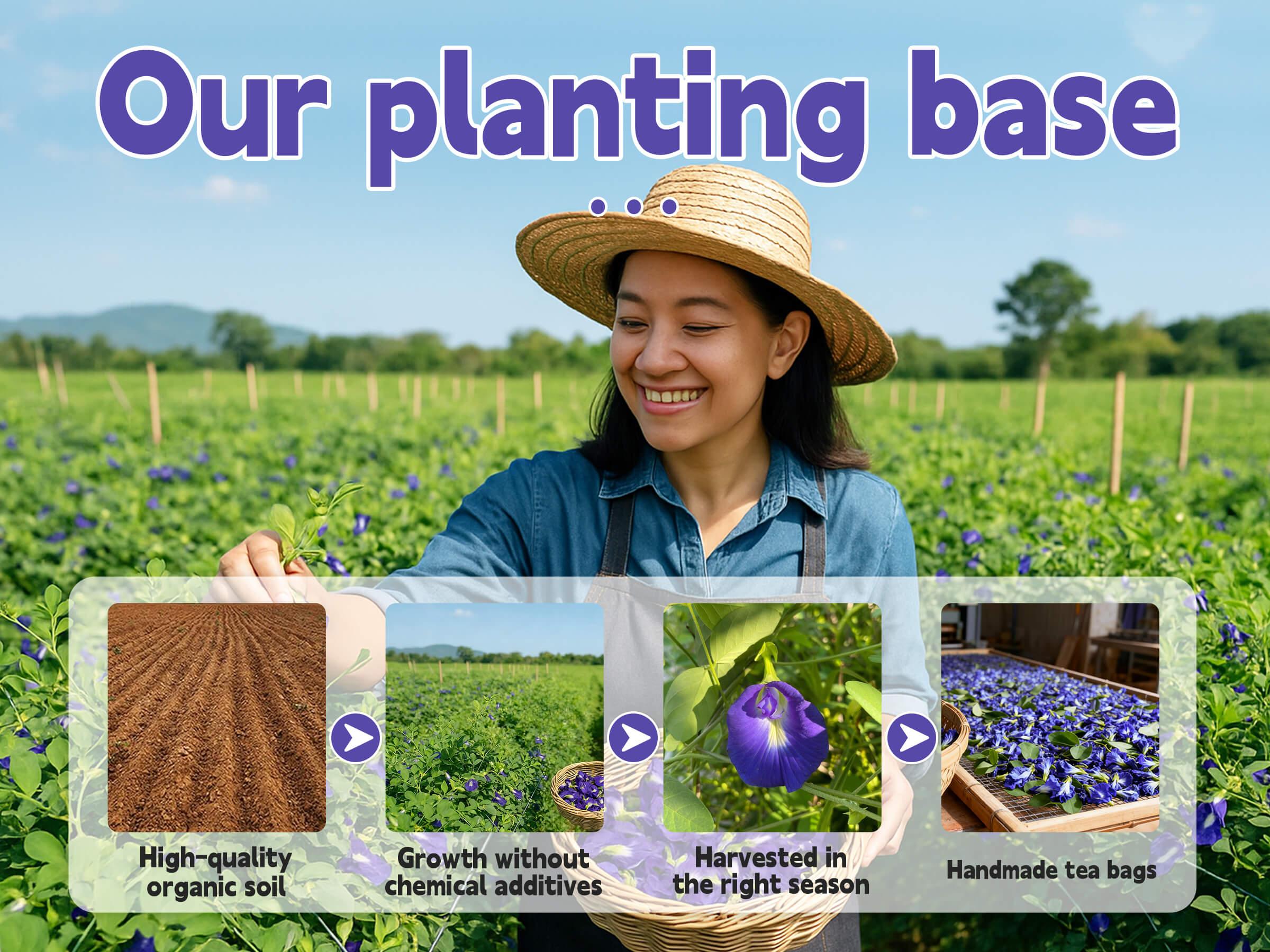 Organic Butterfly Pea Flower Tea Bags, 35 Teabags, 2.5g/Bag, Made with 100% Natural Butterfly Pea Flower. Helps with Antioxidant and High in Anthocyanins | Caffeine-Free | Sugar-Free | Gluten-Free | Vegan. Individually Packaged in Eco-Friendly Bags
