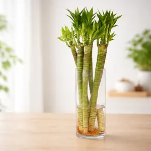 Premium Large Lotus Lucky Bamboo, 20 Inches with Roots in 10 inches Glass