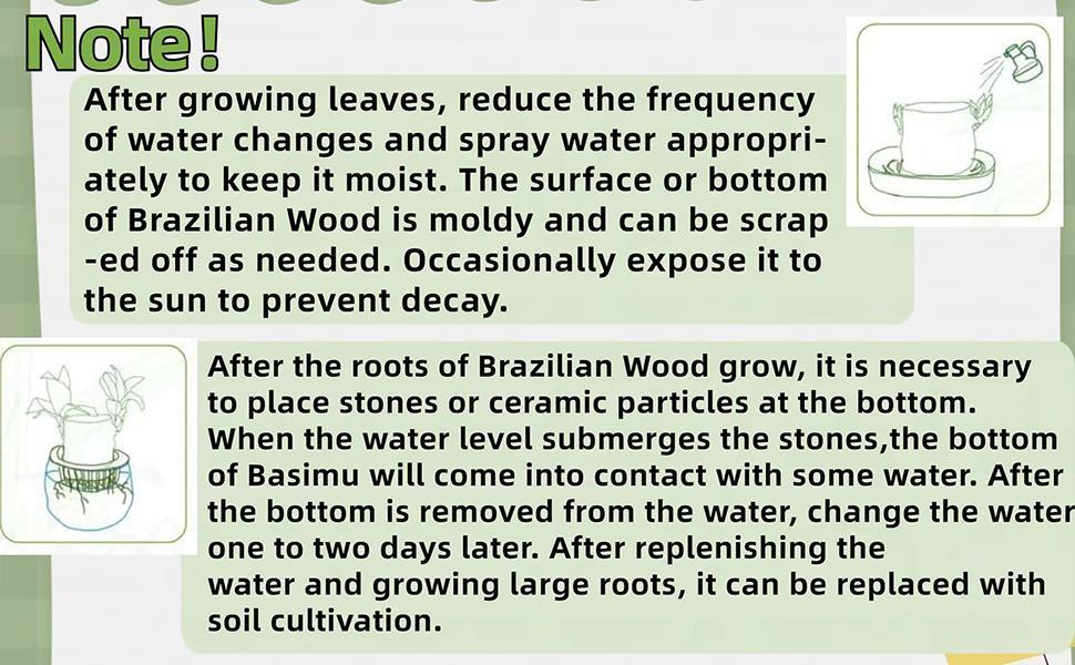 2026 New Brazilian Lucky Tree Live Plant – Indoor Easy Care Lucky Wood, Wealth & Good Fortune Symbol, Decorative Houseplant with Mysterious Doll & Base, Beginner-Friendly Brazilian Lucky Wood for Home, Office, Desk, Feng Shui Decor & Unique Gift