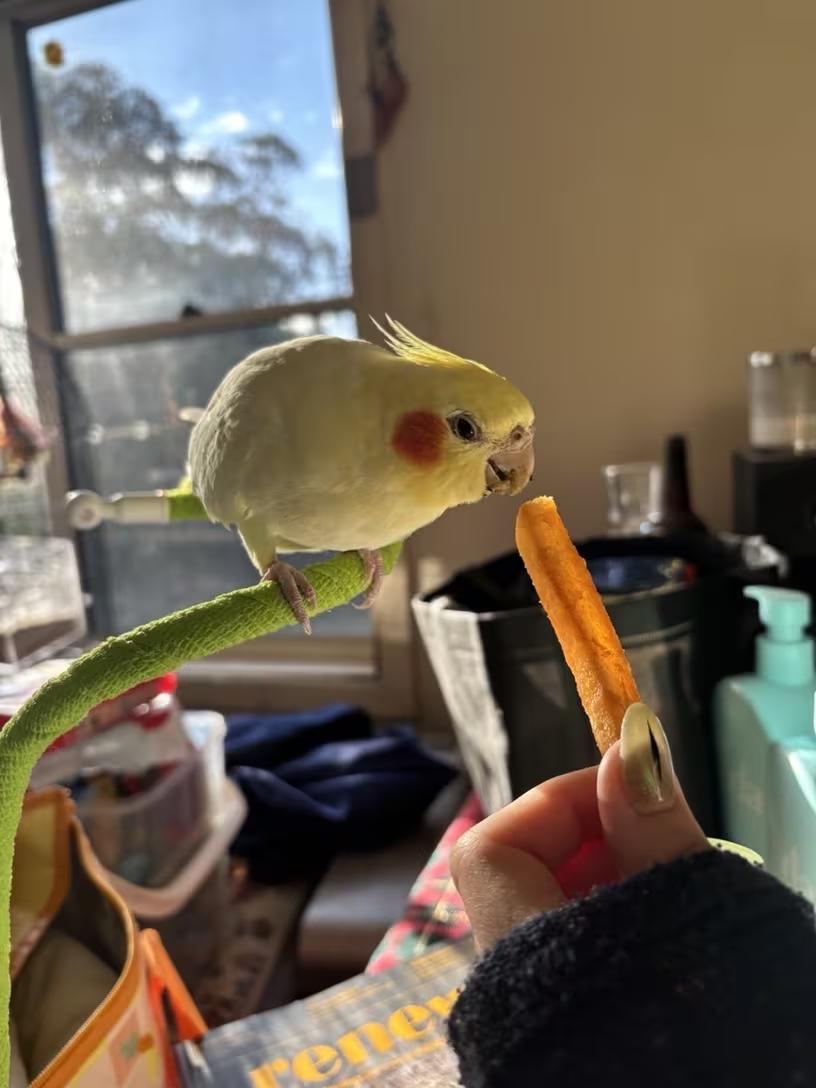 Multi Functional Parrot Habitat Rack with Bendable Clamping Design Easy to Clean Durable Plastic Bird Hanging Chair Stand for Tables Chairs Railings Cabinets Spring Colors Harnesses Proof Feeder Station