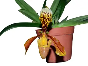 Paphiopedilum insigne