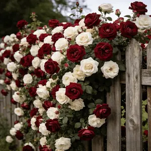 200PCS Climbing Rose Seeds – Perfect for Trellis, Fences & Garden Arbors Easy-to-grow seeds ideal for vertical gardens. Great for trellises, fences, and arches. Hardy, decorative, and perfect for adding romantic color and natural beauty to outdoor spaces.