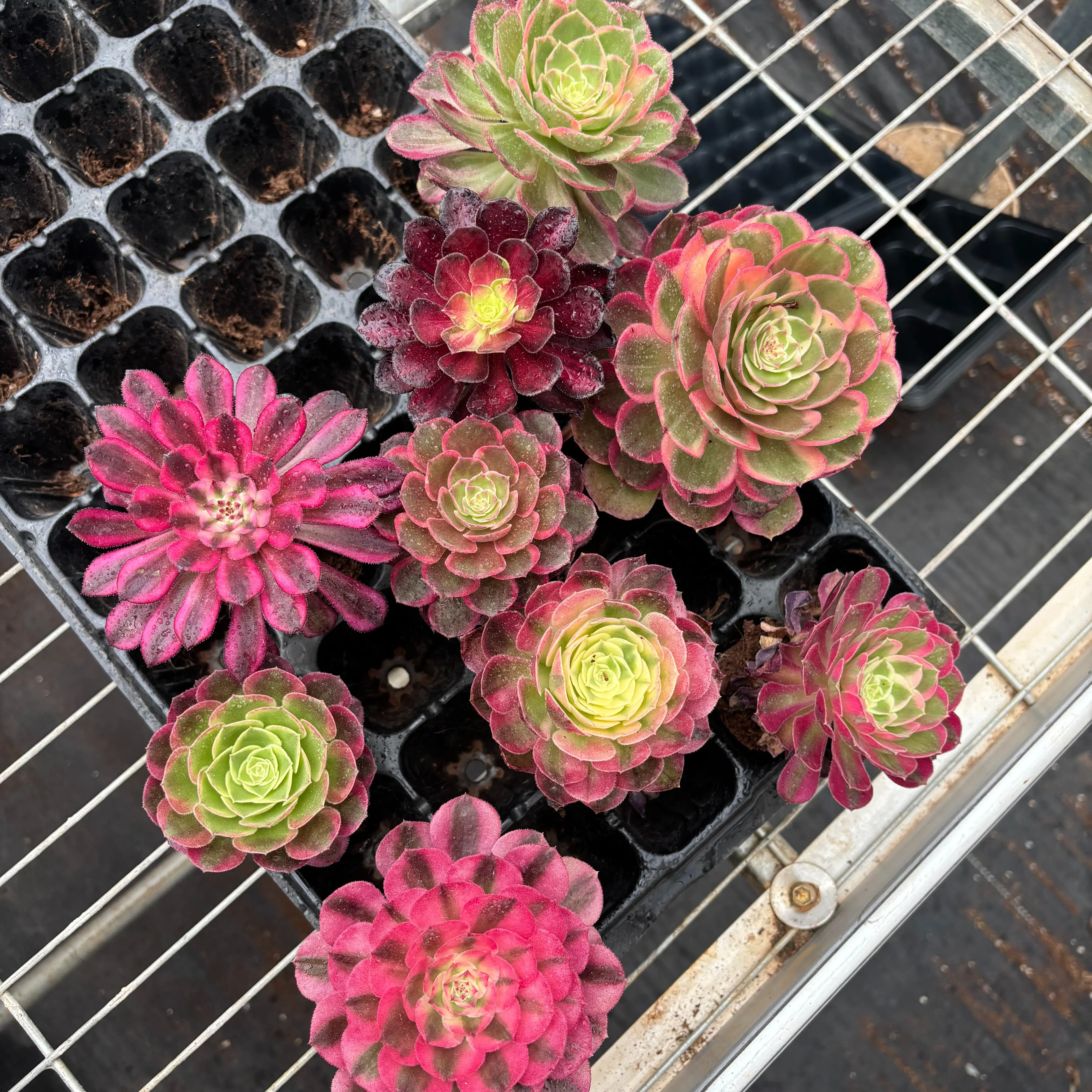 FS 6-Pack Aeonium Set cutting Live Succulent Plants– Assorted Rare Colorful Succulents, Random Variety, Bare Root (No Pot), Easy Care, Beginner Friendly, Indoor Plants, Home & Garden Decor, Plant Lover Gift