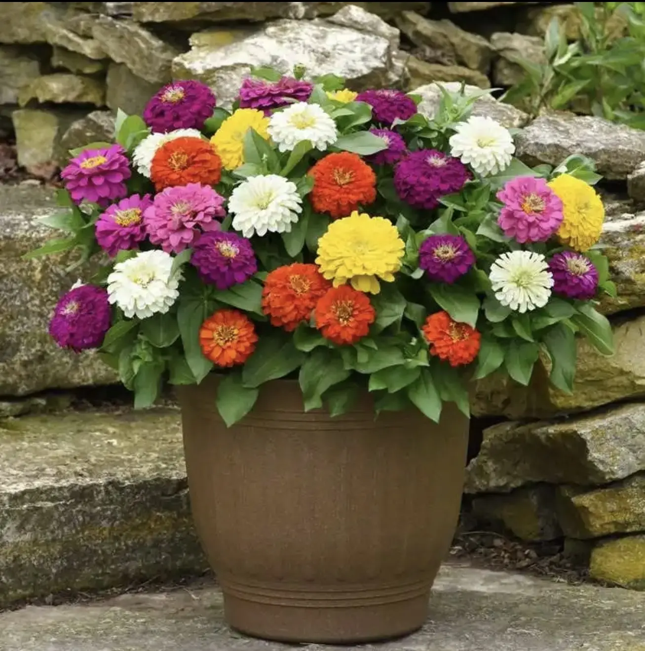 200 California Giant Mixed Zinnia seeds planted - Non-GMO heirloom package planted in your garden - Attract bees and butterflies - Great cut and come again - Every summer Bright Flowers