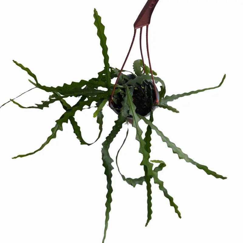 6" Ric Rac Cactus - Fishbone Cactus (Hanging Basket)