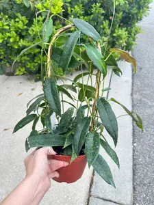 Hoya archiboldiana red on trellis - 6" pot