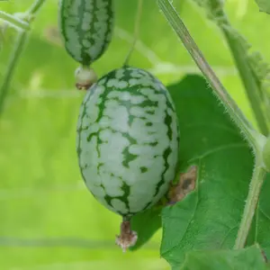 Mexican Sour Gherkin Cucumber Seeds (Melothria scabra) – Tiny, Tangy Fruits, Prolific Vine, Great for Pickling and Snacking – 20+ Seeds