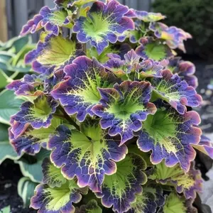 Drought Tolerant Coleus Flower Seeds 200Pcs Perennial Bonsai Plants for Indoor Outdoor Garden Planting Grow Beautiful Home Decor Flowers Easily