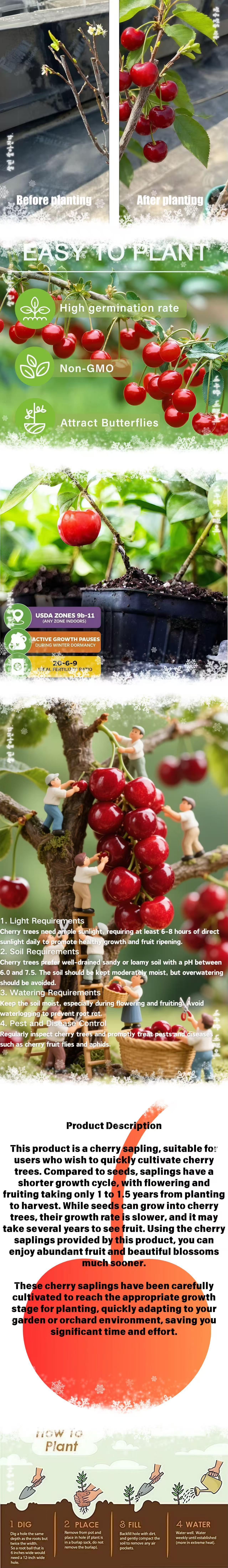 Heirloom Non-GMO Cherry Live Plant Seedlings – Compact Starter Fruit Trees for Home Gardens, Containers & Backyards | Easy-to-Grow, Beginner-Friendly Cherry Tree for Fresh Fruit, Home Orchards & Outdoor Growing